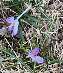 Crocus tommasinianus