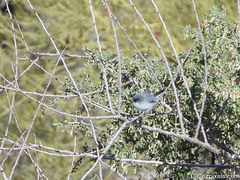 Polioptila melanura