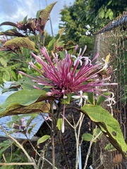 Clerodendrum quadriloculare