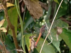 Orthetrum chrysis