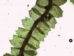 Lophocolea fragrans