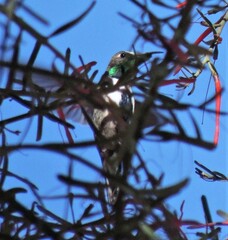 Oreotrochilus leucopleurus