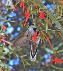 Oreotrochilus leucopleurus