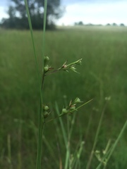 Scleria muehlenbergii