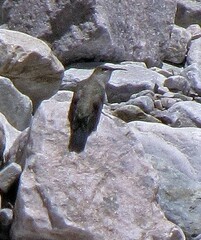 Oreotrochilus leucopleurus