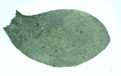 Pseudomalia webbiana