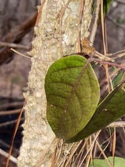 Bignonia