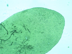 Pseudomalia webbiana