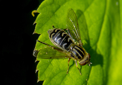 Anasimyia interpuncta