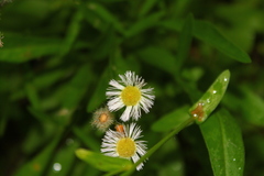Erigeron philadelphicus
