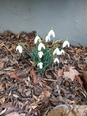 Galanthus nivalis