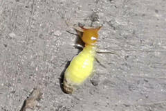 Globitermes sulphureus