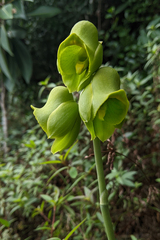 Catasetum planiceps