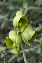 Catasetum planiceps