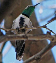 Oreotrochilus leucopleurus
