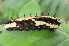 Papilio clytia