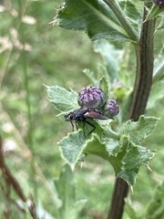 Eriothrix rufomaculata