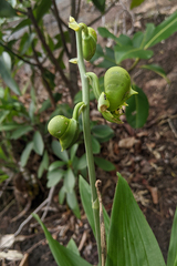 Catasetum planiceps