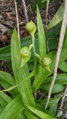 Catasetum planiceps