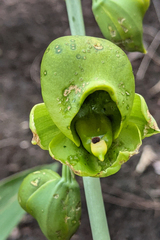 Catasetum planiceps