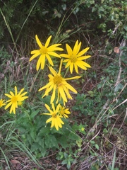 Verbesina helianthoides