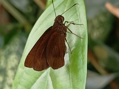 Ancistroides nigrita
