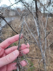 Cyclachaena xanthiifolia