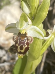 Ophrys umbilicata