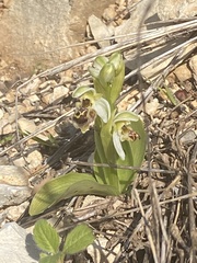 Ophrys umbilicata
