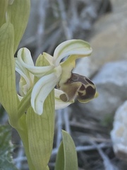 Ophrys umbilicata