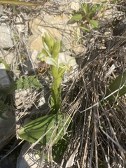 Ophrys umbilicata