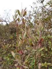 Bupleurum fruticosum