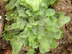 Anthoceros caucasicus
