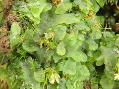 Anthoceros caucasicus