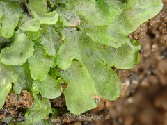 Anthoceros caucasicus