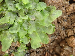 Anthoceros caucasicus