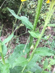 Verbesina helianthoides