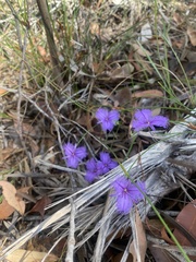 Thysanotus tuberosus