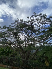 Delonix regia