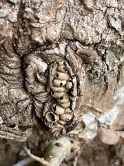 Andricus quercuscorticis