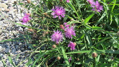 Centaurea × moncktonii