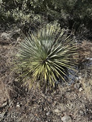 Asparagaceae