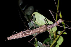 Trachythorax