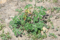 Cochlospermum wrightii