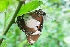 Hypolimnas misippus