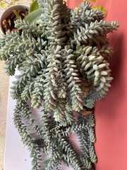 Sedum burrito