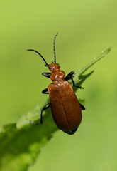 Pyrochroa serraticornis