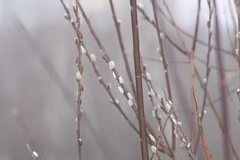Salix acutifolia