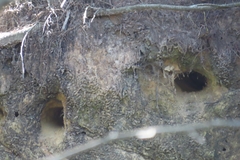 Psalidoprocne pristoptera