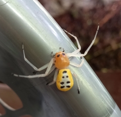 Poecilothomisus speciosus